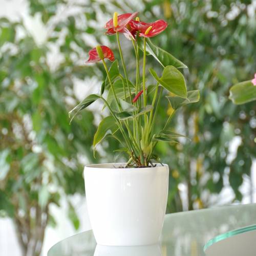 Anthurium red + White Cachepot