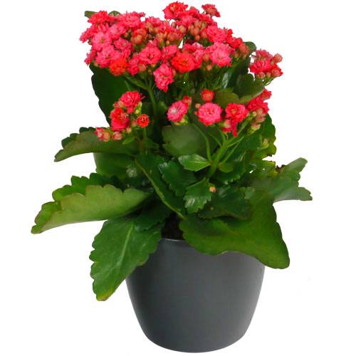 Kalanchoe red + Anthracite Cachepot