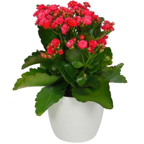 Kalanchoe red + White Cachepot