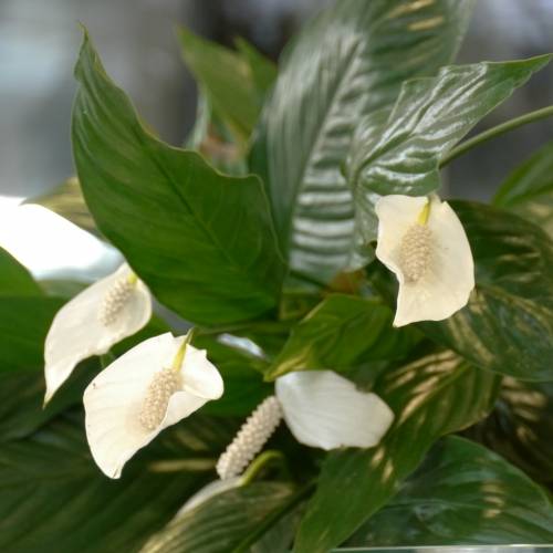 Interior Plant - Spathiphyllum + White Cachepot : buy Interior Plant -  Spathiphyllum + White Cachepot /