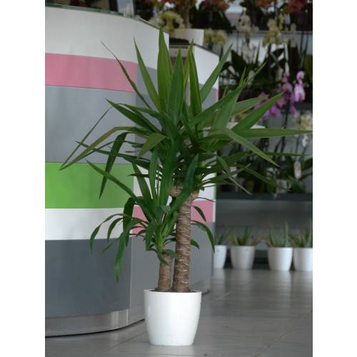 Interior Plant - Yucca 2 Trunks + White Cachepot
