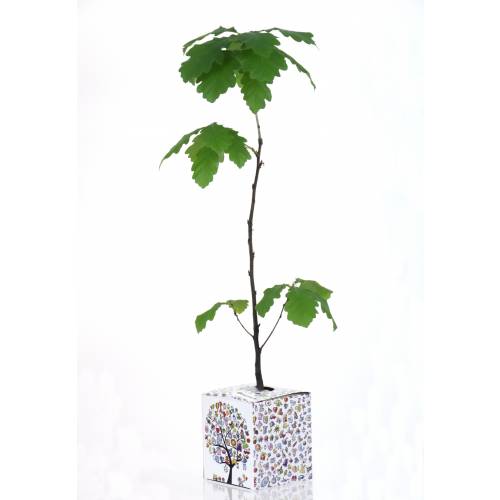 Baby Oak Tree for a birth or a christening