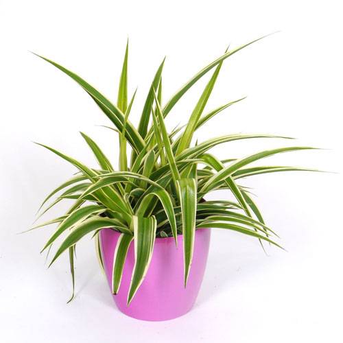 Spider plant + Pink Cachepot
