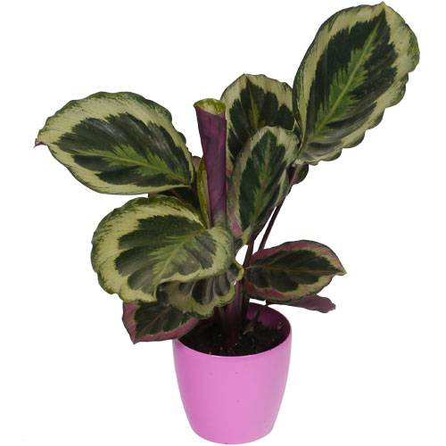 Calathea 'Shinestar' + Pink Cachepot