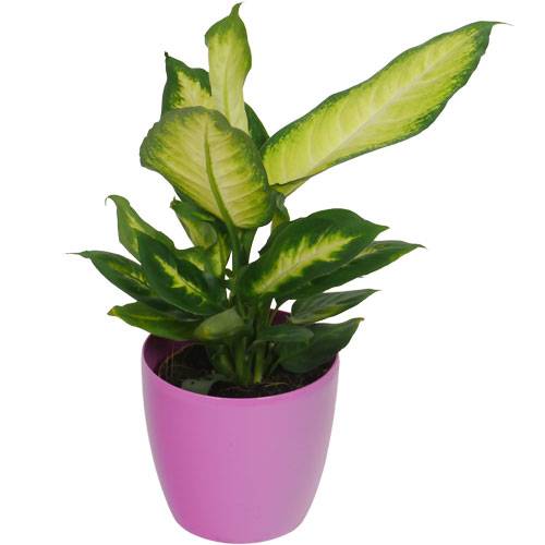 aloe vera potted plant Aloe Vera Plant for Sale | Shop Houseplants for Sale