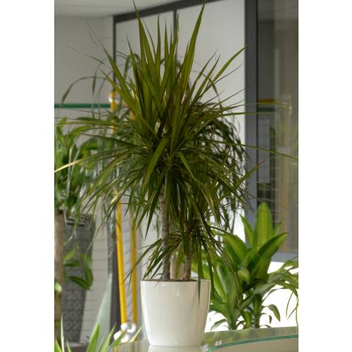 Interior Plant - Dracaena + White Cachepot