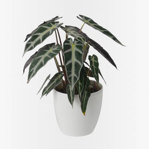 Polly Plant + White Cachepot