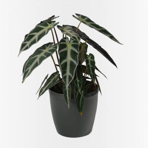 Polly Plant + Anthracite Cachepot