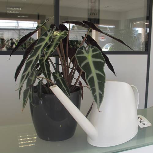 Polly Plant + Anthracite Cachepot