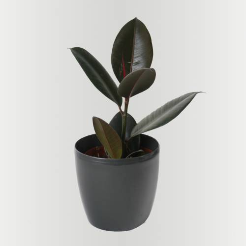 Rubber Plant + Anthracite Cachepot