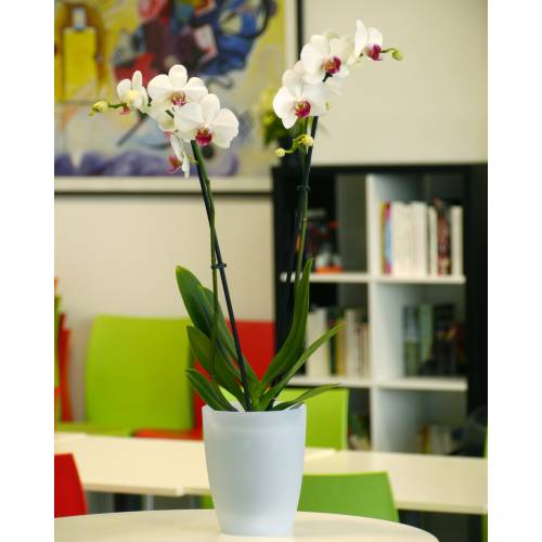 Orchid White + Cachepot Transparent
