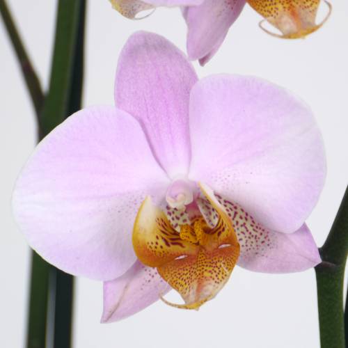 Orchid Pink + Cachepot Transparent