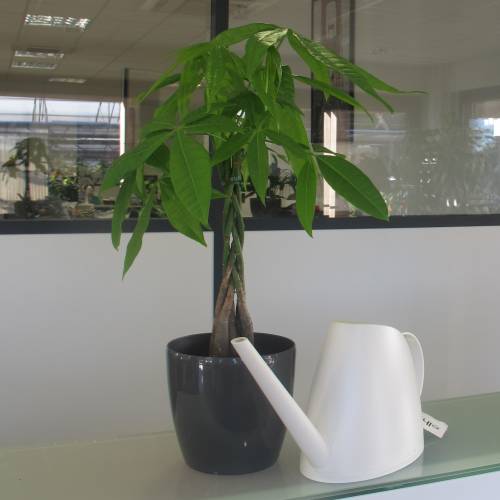 Pachira Plant + Anthracite Cachepot