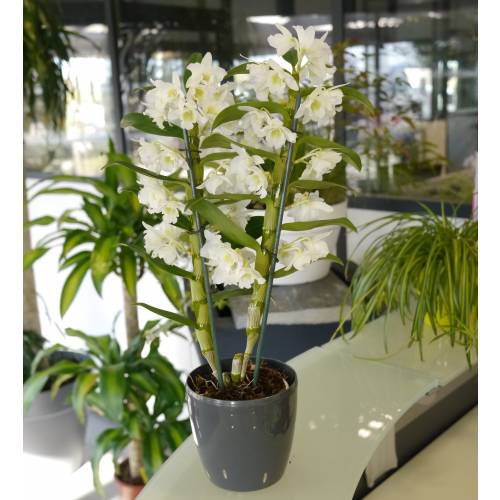 Dendrobium White + Anthracite Cachepot