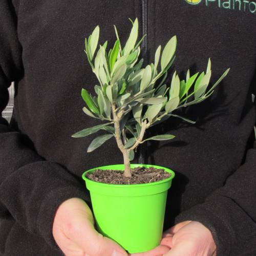 Baby Olive Tree for a birth or a christening