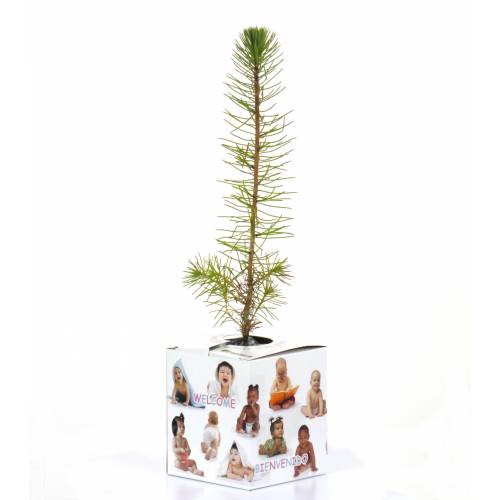 Baby Pine Tree for a birth or a christening
