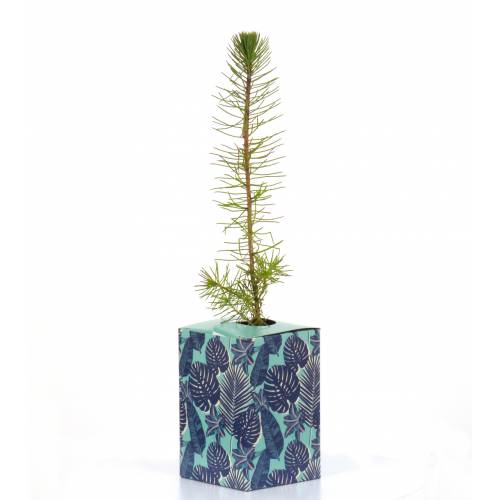 Baby Pine Tree for a wedding