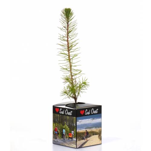 Pine Tree as a business gift