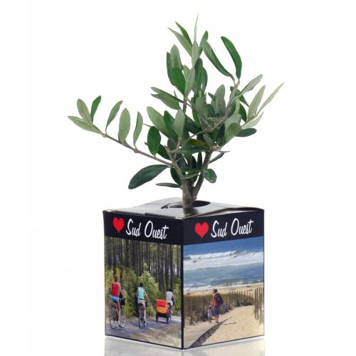 Olive Tree as a business gift