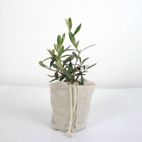Olive Tree as a business gift