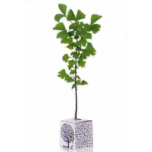 Baby Ginkgo Tree for a birth or a christening