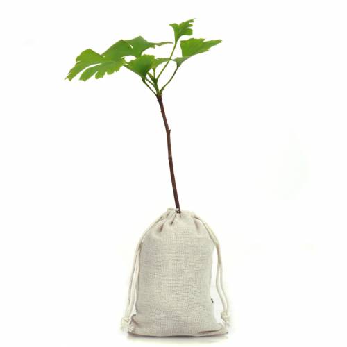 Baby Ginkgo Tree for a wedding