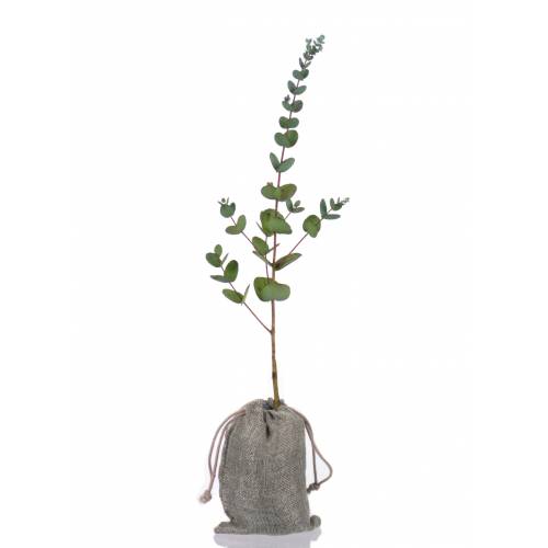 Baby Eucalyptus Tree for a birth or a christening