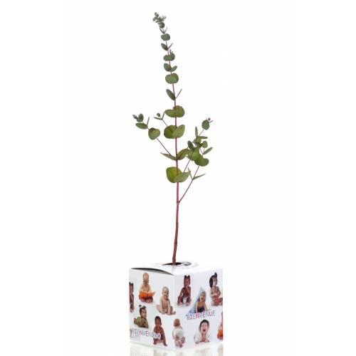 Baby Eucalyptus Tree for a birth or a christening