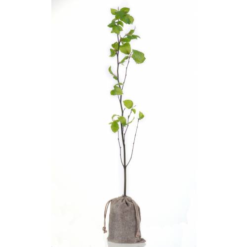 Baby Beech tree for a wedding