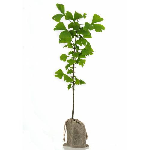 Baby tree for a birth or a christening