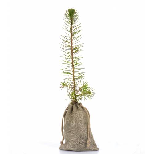 Tree as a business gift