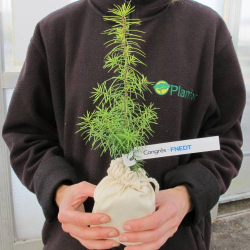 Tree as a business gift