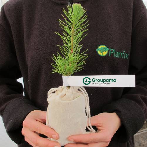 Tree as a business gift