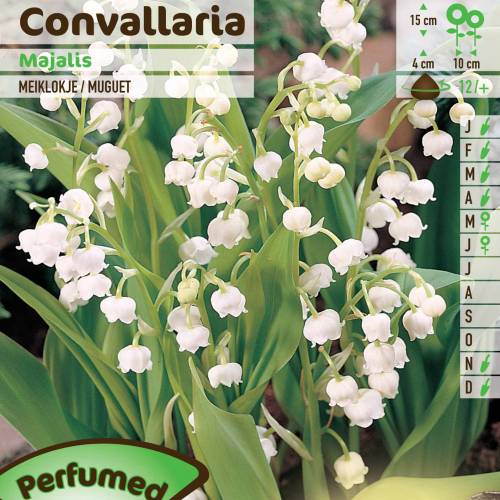 Lily of the valley