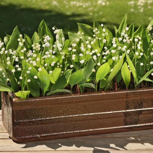 Lily of the valley (bulb)
