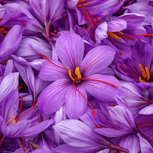 Crocus Saffron - Crocus Sativa
