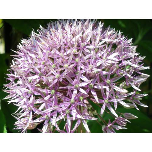 Allium 'Mars'