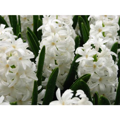 Hyacinth 'Carnegie'