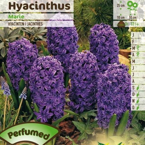 Hyacinth 'Marie'