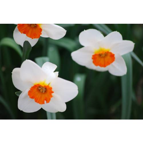 Daffodil 'Barret Browning'