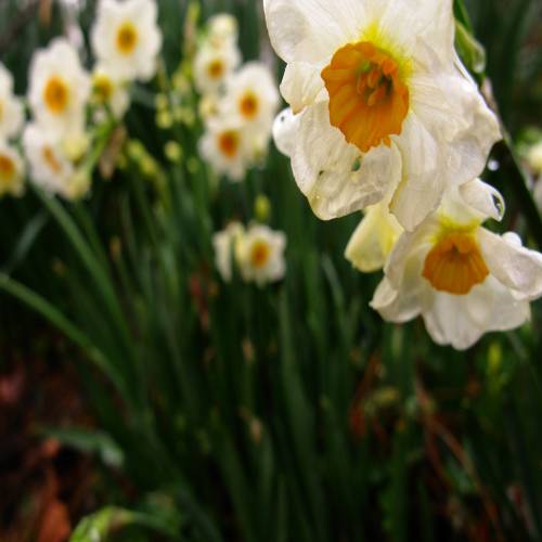 Daffodil 'Geranium'