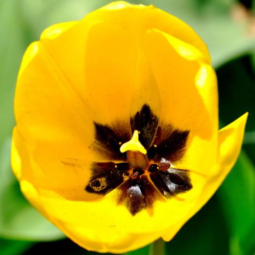 Tulip  Darwin hybrid 'Golden Apeldoorn'