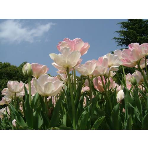 Tulip Double, Late flowering 'Finola'