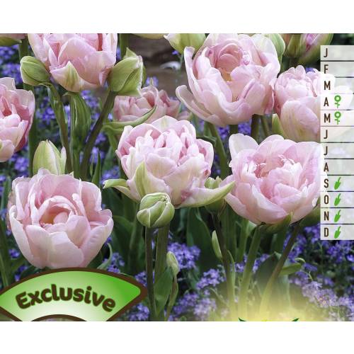 Tulip Double, Late flowering 'Finola'