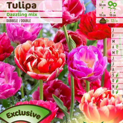 Tulip Double, Late flowering Mixed