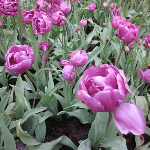Tulip Double, Late flowering 'Lilac Perfection'
