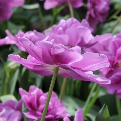 Tulip Double, Late flowering 'Lilac Perfection'