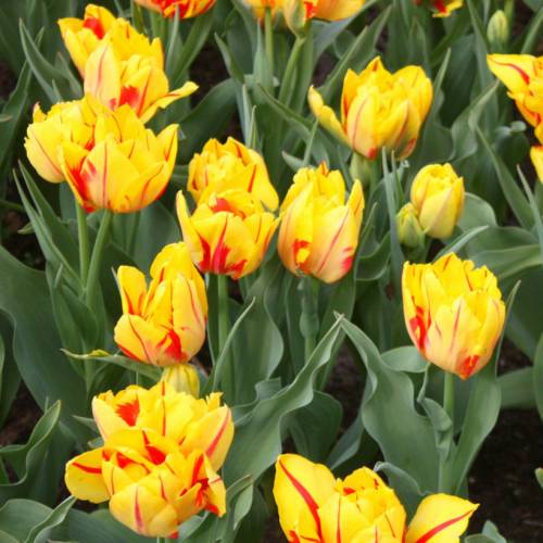 Tulip Double, Early flowering 'Monsella'
