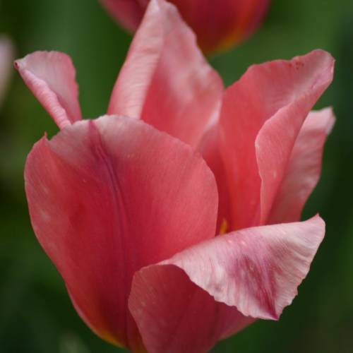 Tulip Fosteriana 'Albert Heijn'
