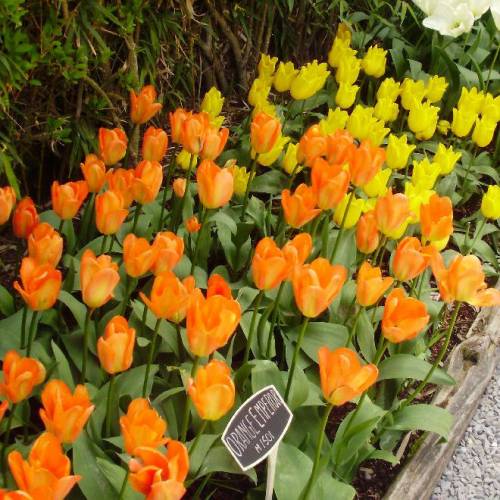 Tulip Fosteriana 'Orange Emperor'